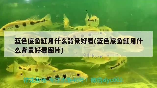 薩伊藍(lán)魚缸背景紙：薩伊藍(lán)魚缸的背景紙設(shè)計 魚缸百科 第2張