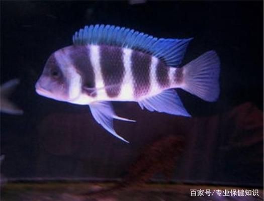 薩伊藍(lán)魚缸背景紙：薩伊藍(lán)魚缸的背景紙設(shè)計 魚缸百科 第4張