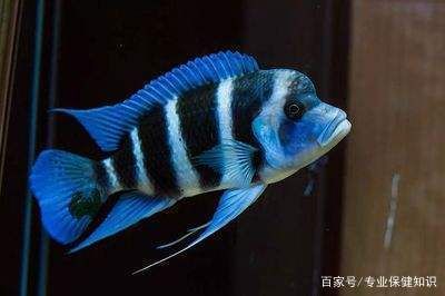 薩伊藍(lán)魚缸背景紙：薩伊藍(lán)魚缸的背景紙設(shè)計 魚缸百科 第5張