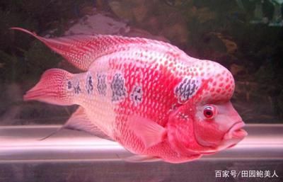 黑桃A魚(yú)飼料喂養(yǎng)誤區(qū)：黑桃a魚(yú)混養(yǎng)注意事項(xiàng),黑桃a魚(yú)飼料選擇指南 龍魚(yú)百科 第3張