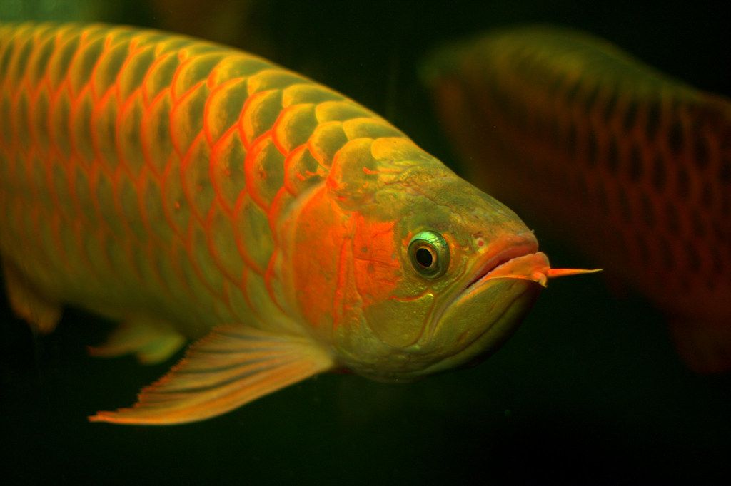 血紅龍魚高清手機(jī)壁紙：紅龍魚高清手機(jī)壁紙獲取、設(shè)置、個性化定制以及注意事項 紅龍魚百科 第2張