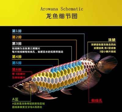 龍魚過背和高背區(qū)別圖解：過背金龍魚和高背金龍魚的區(qū)別 龍魚百科 第5張