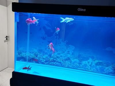 魚缸清潔工具的維護(hù)技巧：清道夫魚過(guò)多怎么辦魚缸專用清潔工具維護(hù)技巧 魚缸百科 第5張