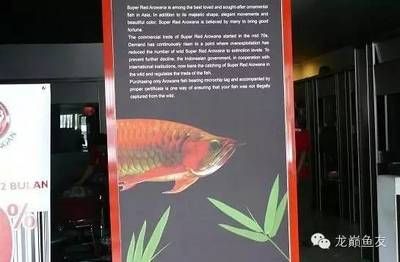 印尼紅龍魚(yú)健康問(wèn)題預(yù)防：印尼紅龍魚(yú)健康問(wèn)題如何預(yù)防 紅龍魚(yú)百科 第3張