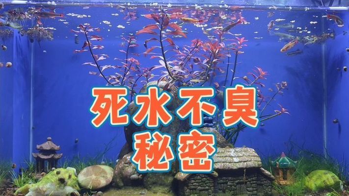 魚缸的魚的視頻：關(guān)于魚缸的魚的視頻詳情 魚缸百科 第3張