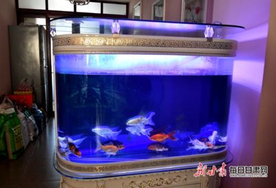 陳養(yǎng)魚的魚缸：陳養(yǎng)魚的魚缸設(shè)計(jì) 魚缸百科 第2張