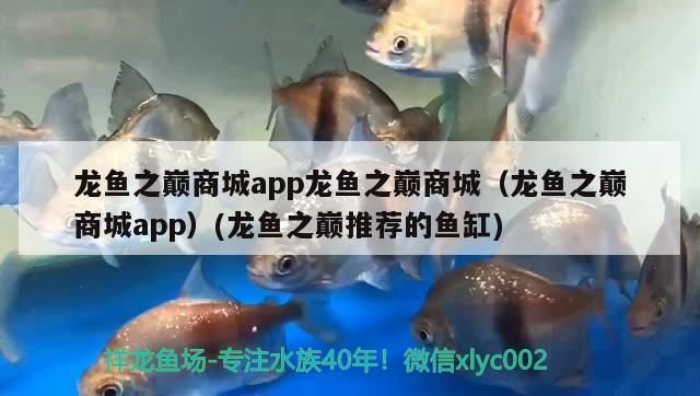 龍魚之巔app下載蘋果版：龍魚之巔app新手養(yǎng)魚指南