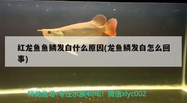 龍魚魚苗批發(fā)廠家直銷：龍魚魚苗批發(fā)廠家直銷的詳細(xì)信息