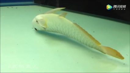 龍魚多久可以麻醉一次啊圖片：龍魚可以麻醉的頻率 龍魚百科 第1張