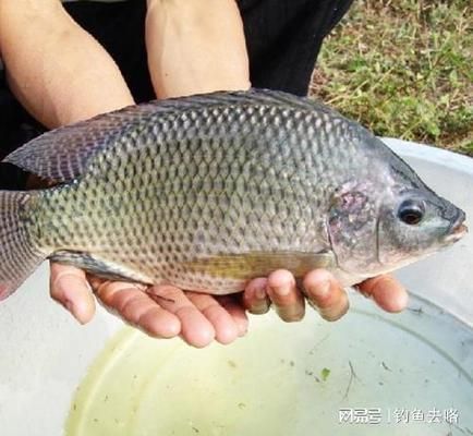 自制白子關(guān)刀魚飼料配方：白子關(guān)刀魚飼料成本控制技巧白子關(guān)刀魚飼料成本控制技巧 白子關(guān)刀魚 第2張