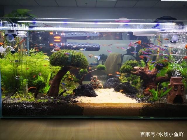 夏季魚缸最佳水溫范圍：夏季熱帶魚缸水溫調(diào)節(jié)技巧,魚缸水溫過高應(yīng)對措施 魚缸百科 第3張