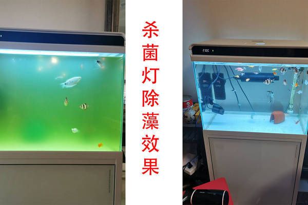 水族箱紫外線燈的最佳使用時(shí)間：水族箱紫外線燈的使用時(shí)間 水族燈（魚缸燈） 第2張