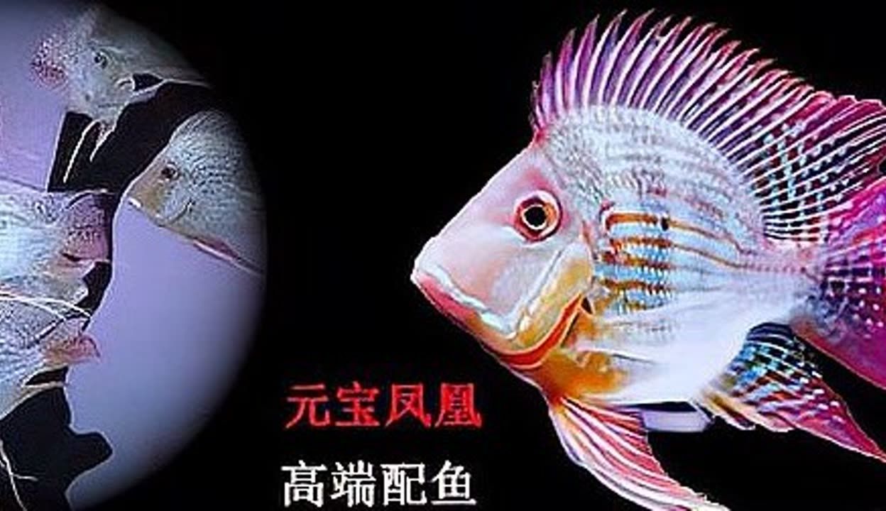 如何選擇適合元寶鳳凰魚的燈光：元寶鳳凰魚的燈光需要綜合考慮綜合考慮以下幾個(gè)方面 水族燈（魚缸燈） 第4張