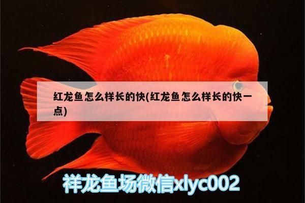 紅龍魚怎么樣長(zhǎng)的快一點(diǎn)：促進(jìn)紅龍魚快速生長(zhǎng)的方法 紅龍魚百科 第2張