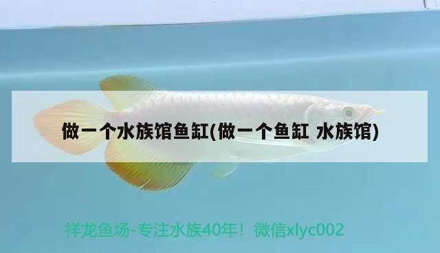 銀版魚生長速度研究：銀版魚的生長速度 細線銀板魚苗 第3張