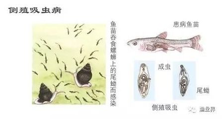 申古銀版魚疾病預防方法：申古銀版魚健康監(jiān)測方法 細線銀板魚苗 第5張