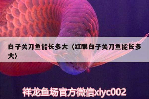 白子關刀魚幼魚成長記錄：白子關刀魚幼魚成長記錄摘要：白子關刀魚幼魚成長期行為變化 白子關刀魚 第1張