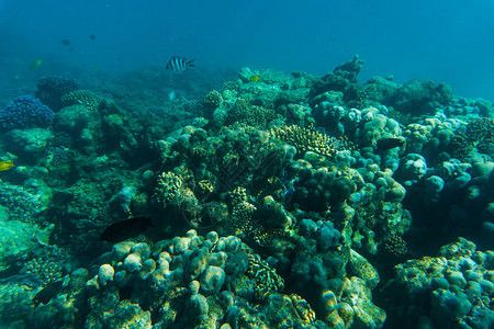 避免潛水燈對(duì)魚(yú)的影響方法：如何減少或避免潛水燈對(duì)魚(yú)的影響 水族燈（魚(yú)缸燈） 第2張