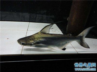 金龍魚養(yǎng)多久長多大：關(guān)于金龍魚的問題 水族問答 第1張