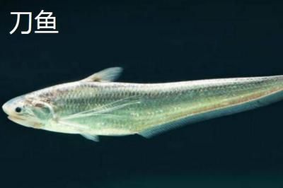 關(guān)刀魚性別差異生理學(xué)：關(guān)于關(guān)刀魚的性別差異的研究 白子關(guān)刀魚 第4張