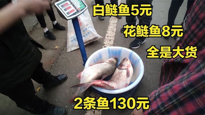 泰龐海鰱魚市場價格：泰龐海鰱魚與七彩雷龍比較,泰龐海鰱魚購買渠道推薦 龍魚百科 第4張