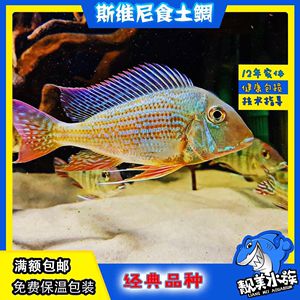 紅珍珠關(guān)刀魚掘砂覓食技巧：紅珍珠關(guān)刀魚掘砂覓食技巧紅珍珠關(guān)刀魚掘砂覓食技巧 白子關(guān)刀魚 第5張