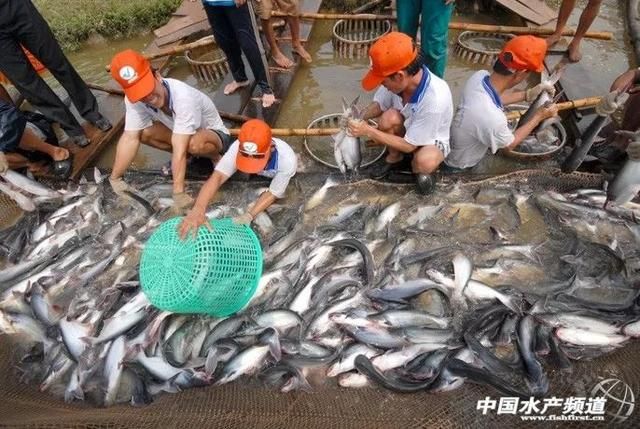 金龍魚養(yǎng)幾年可以繁殖：如何判斷金龍魚是否準備好繁殖？ 水族問答 第1張