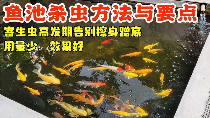 銀板魚苗飼料防蟲技巧：銀板魚的飼養(yǎng)技術(shù) 細(xì)線銀板魚苗 第3張