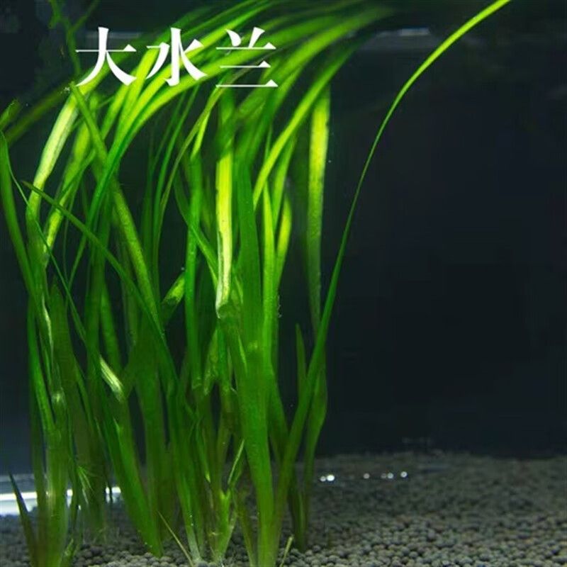 新寵之康魚(yú)缸怎么樣?。盒聦欀掉~(yú)缸怎么樣 魚(yú)缸百科 第4張