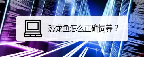 如何改善恐龍魚(yú)生活環(huán)境：恐龍魚(yú)日常護(hù)理要點(diǎn)：恐龍魚(yú)的生活環(huán)境對(duì)它們的健康和繁殖至關(guān)重要 龍魚(yú)百科 第6張