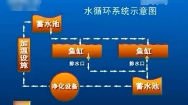 銀板魚對水質(zhì)變化的反應：銀板魚在面對水質(zhì)變化時