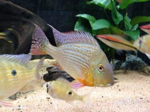 白子關(guān)刀魚(yú)幼魚(yú)飼料品牌推薦：白子關(guān)刀魚(yú)幼魚(yú)專用飼料配方 白子關(guān)刀魚(yú) 第4張