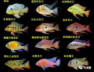 白子關(guān)刀魚苗適宜水溫范圍：白子關(guān)刀魚苗養(yǎng)殖方法