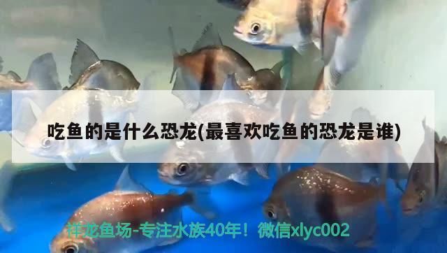 申古銀版魚食性特點：申古銀版魚的食性特點 細線銀板魚苗 第3張