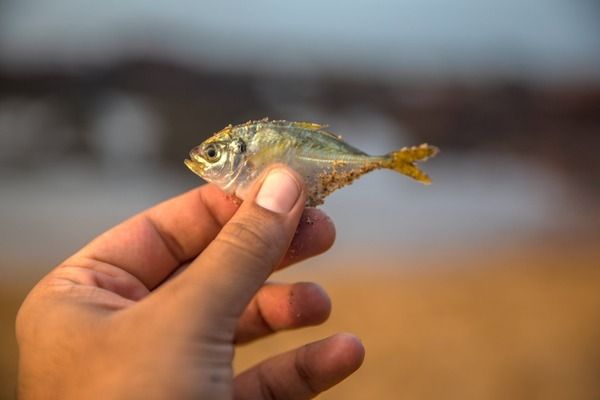 黑桃A魚苗專用藥物推薦：黑桃a魚苗水質(zhì)維護(hù)技巧 龍魚百科 第4張