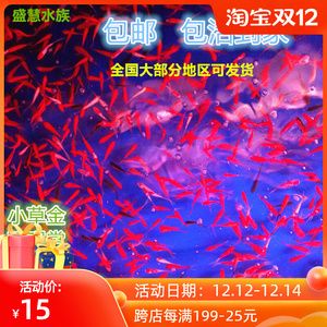 紅龍魚(yú)苗吃什么好：紅龍魚(yú)苗應(yīng)該吃什么 紅龍魚(yú)百科 第4張