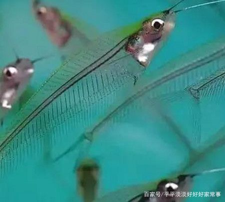 三間鼠魚與燈魚混養(yǎng)效果：三間鼠魚與燈魚的混養(yǎng)效果良好，