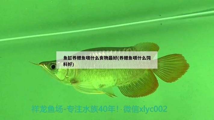 白子關(guān)刀魚飼料營養(yǎng)搭配：白子關(guān)刀魚植物性飼料配比建議 白子關(guān)刀魚 第5張