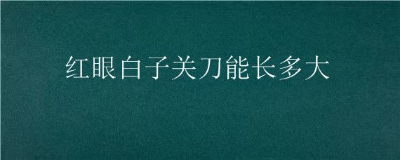 紅眼白子關(guān)刀魚(yú)苗生長(zhǎng)周期：紅眼白子關(guān)刀魚(yú)苗的具體生長(zhǎng)周期 白子關(guān)刀魚(yú) 第4張