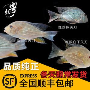 紅眼白子關(guān)刀魚(yú)苗生長(zhǎng)周期：紅眼白子關(guān)刀魚(yú)苗的具體生長(zhǎng)周期 白子關(guān)刀魚(yú) 第3張