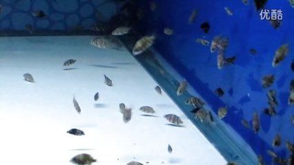 印尼虎魚苗飼料選擇指南：印尼虎魚苗人工飼料品牌推薦,印尼虎魚苗喂食頻率調整 虎魚魚苗 第4張