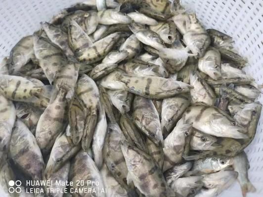 金龍魚養(yǎng)殖場魚苗批發(fā)：我在哪里可以購買到金龍魚養(yǎng)殖的魚苗？ 水族問答 第3張