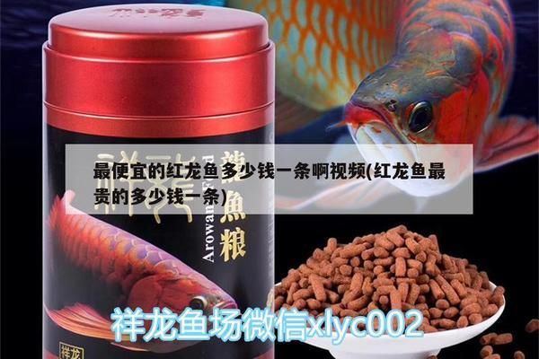 最便宜的紅龍魚多少錢一只?。鹤畋阋说募t龍魚價(jià)格 紅龍魚百科 第2張