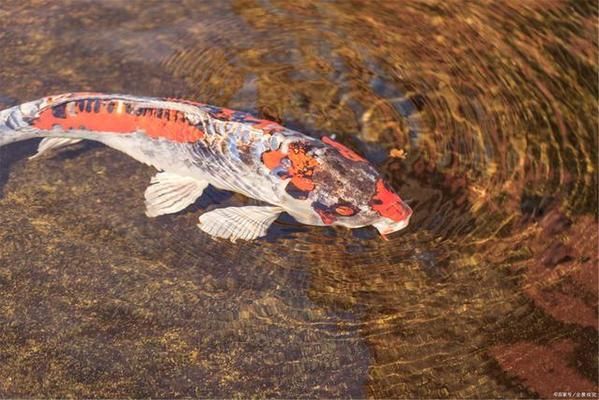 水族燈節(jié)能模式對(duì)魚類影響：水族燈的節(jié)能模式對(duì)魚類的影響 水族燈（魚缸燈） 第2張