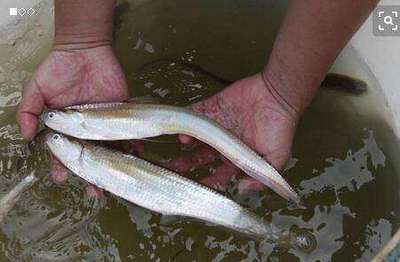 白子關(guān)刀魚幼魚最佳養(yǎng)殖環(huán)境：白子關(guān)刀魚幼魚養(yǎng)殖技巧白子關(guān)刀魚幼魚養(yǎng)殖技巧