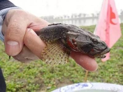 白子關(guān)刀魚幼魚最佳養(yǎng)殖環(huán)境：白子關(guān)刀魚幼魚養(yǎng)殖技巧白子關(guān)刀魚幼魚養(yǎng)殖技巧