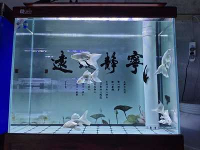 蝴蝶鯉魚缸燈光選擇指南：蝴蝶鯉魚缸led燈品牌推薦 水族燈（魚缸燈） 第2張