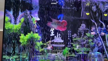 蝴蝶鯉魚缸燈光選擇指南：蝴蝶鯉魚缸led燈品牌推薦 水族燈（魚缸燈） 第3張