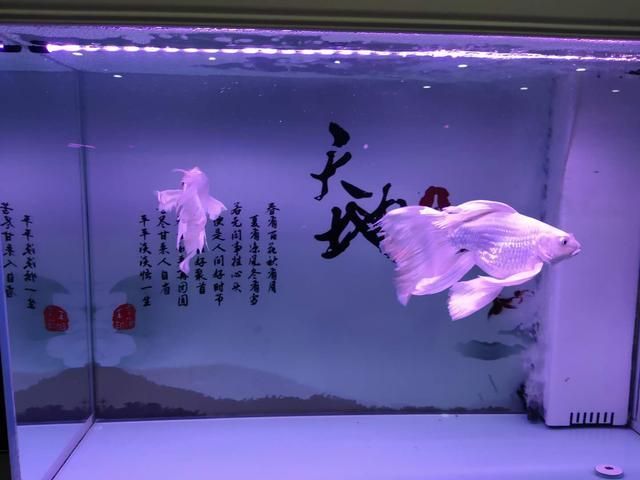 蝴蝶鯉魚缸燈光選擇指南：蝴蝶鯉魚缸led燈品牌推薦 水族燈（魚缸燈） 第5張