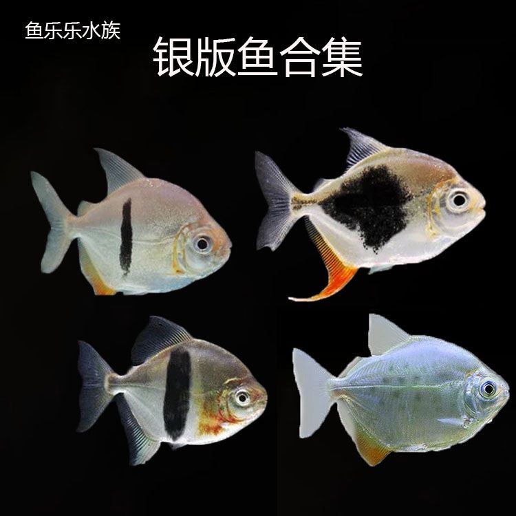 紅勾銀版魚適應新環(huán)境方法：紅勾銀版魚如何順利適應新環(huán)境紅勾銀版魚適應新環(huán)境 細線銀板魚苗 第5張